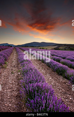 Morgendämmerung in einer Lavendel Feld nr Sault, Vaucluse, Provence, Frankreich Stockfoto