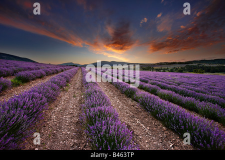 Morgendämmerung in einer Lavendel Feld nr Sault, Vaucluse, Provence, Frankreich Stockfoto