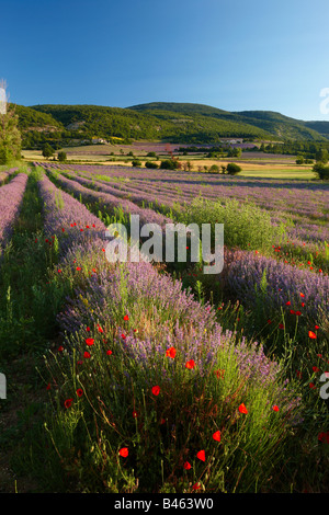 ein Lavendel Feld nr Sault, Vaucluse, Provence, Frankreich Stockfoto