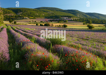 ein Lavendel Feld nr Sault, Vaucluse, Provence, Frankreich Stockfoto