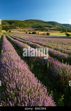 ein Lavendel Feld nr Sault, Vaucluse, Provence, Frankreich Stockfoto