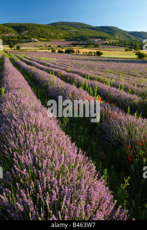 ein Lavendel Feld nr Sault, Vaucluse, Provence, Frankreich Stockfoto