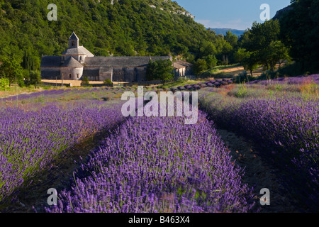 ein Lavendelfeld vor der Abbaye de Senanque, in der Nähe von Gordes, Vaucluse, Provence, Frankreich Stockfoto
