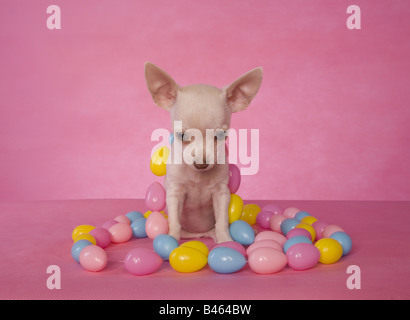 Niedliche cremefarben Kurzhaar Chihuahua-Welpe auf rosa Hintergrund mit Ostereiern Stockfoto