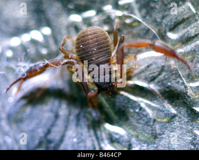 Höhlenpseudoskorpion auf einen Cent Stockfoto