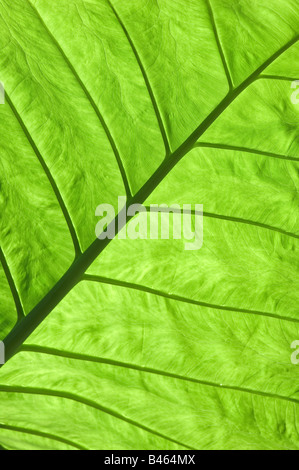 riesiger Elefant Ohr Blatt Stockfoto