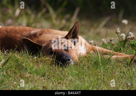 Dingo, Canis Lupus dingo Stockfoto