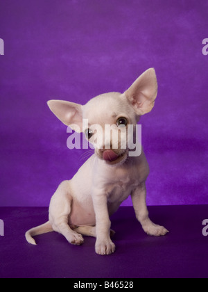 Niedliche cremefarben Kurzhaar Chihuahua-Welpe sitzt auf lila Hintergrund Stockfoto