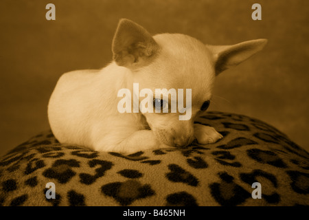 Niedliche cremefarben Kurzhaar Chihuahua-Welpe Stockfoto