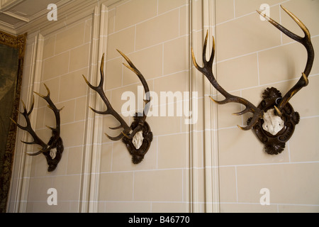 Geweihe in der Vorhalle des Château de Cheverny, Loiretal, Frankreich Stockfoto