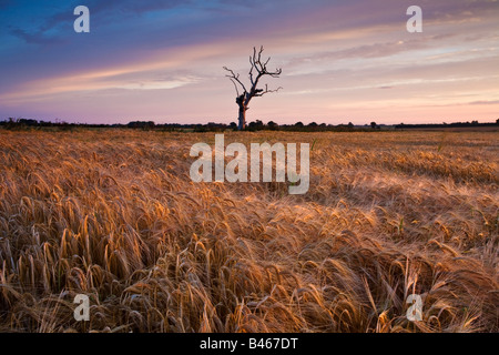 Toter Baum & Gerstenfeld beleuchtet durch das warme Licht eines Sonnenaufgangs Sommer auf dem Lande in Norfolk. Stockfoto