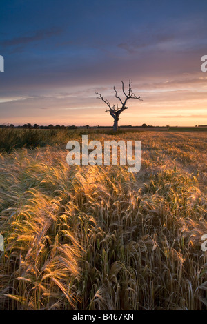 Toter Baum & Gerstenfeld beleuchtet durch das warme Licht eines Sonnenaufgangs Sommer auf dem Lande in Norfolk. Stockfoto