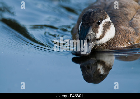 Gescheckte Ente Oxyura Leucocephala auf dem Wasser. Stockfoto