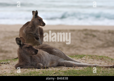 zwei Kängurus am Strand Stockfoto