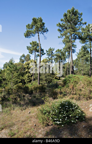 Nadelbäume in Lagoa de Albufeira in Portugal Stockfoto