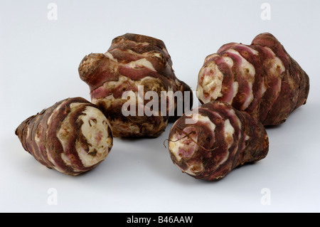 Topinambur, Topinambur (Helianthus Tuberosus), Knollen, Studio Bild Stockfoto