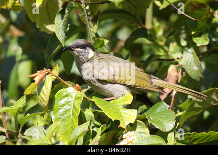 Lewins Honigfresser, Meliphaga Lewinii, alleinstehende Erwachsene Stockfoto