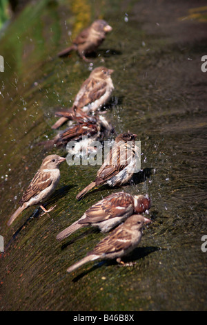 Spatzen Baden in den Kaskadenbrunnen im Meridian Hill Park ein National Historic Landmark Washington DC Stockfoto