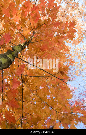 dynamische Ansicht der bunten Eiche im Herbst Stockfoto