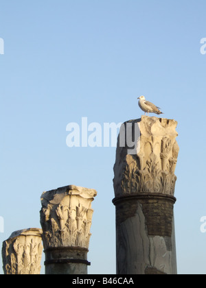 ein Vogel auf hohe Säule von TheTrajan Forum Rom Stockfoto