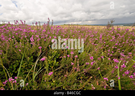 Heidekraut Hdr Weitwinkelaufnahme Frankreich Bretagne Stockfoto