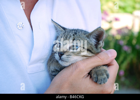 Kleine Tabby Katze in die Hand des Menschen. Stockfoto