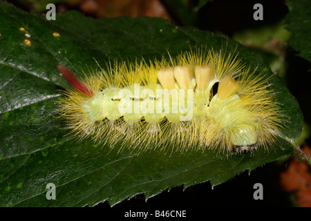 Blasse Tussock Moth Raupe Calliteara Dasychira Pudibunda Lymantriidae auf Apple UK Stockfoto