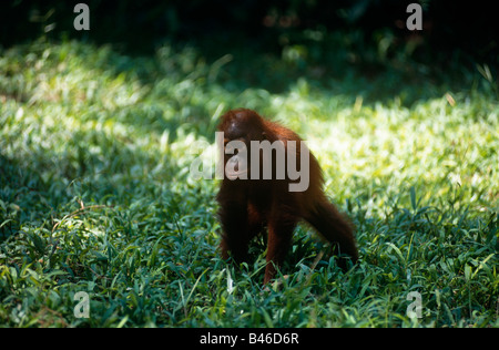Baby Orangutan (Pongo pygmaeus), Camp Leakey, Tanjung Puting National Park, West Kotawaringin Regency, Kalimantan, Indonesien Stockfoto