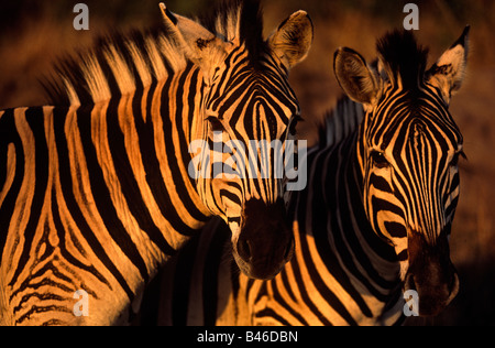 Zwei Zebras (Equus quagga), Hluhluwe-Imfolozi Park, KwaZulu-Natal, Südafrika, Afrika Stockfoto
