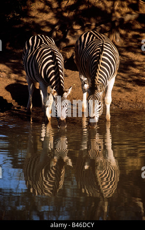 Zwei Zebras (Equus quagga) am Wasserloch trinken, Mkhuze Park, KwaZulu-Natal, Südafrika, Afrika Stockfoto