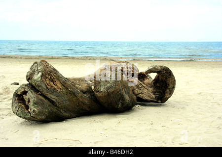 Treibholz am Strand der Ostsee in Polen Stockfoto