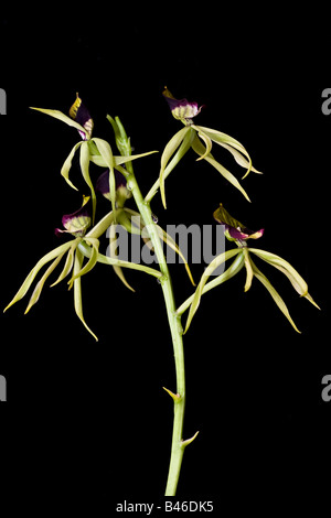 Ein Porträt einer Clamshell- oder Cockle-Shell-Orchideenanlage vor schwarzem Hintergrund Stockfoto