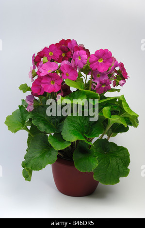 Deutsch-Primel (Primula Obconica), blühende Topfpflanze, Studio Bild Stockfoto