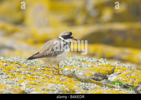 Corriere Grosso Sandregenpfeifer Charadrius Hiaticula Vogel Uccelli Isole Farne Inghilterra Farne Insel Großbritannien UK Stockfoto