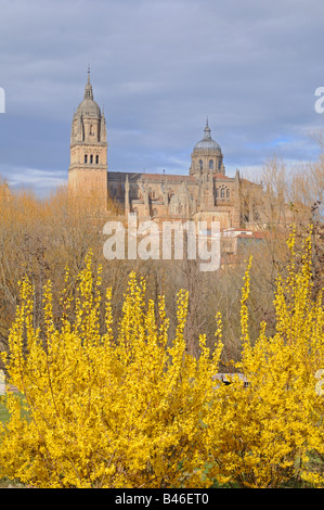 Alte und neue Kathedralen Salamanca Spanien mit Frühling Blüte gelb Forsythia im Vordergrund Stockfoto