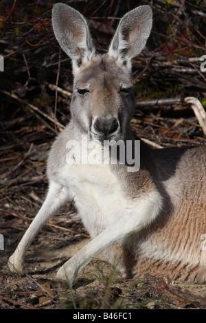 Roten Känguru männlichen liegend Stockfoto