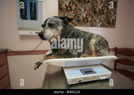 einen übergewichtigen Hund (Hund) Patienten bereit in die Tierklinik Untersuchungszimmer warten auf Prüfung Stockfoto