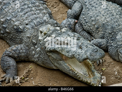 Nahaufnahme der jungen wachsamen hungrige Krokodil mit weit offenem Mund mit scharfen Zähnen ruht auf Sand in Zucht in Indien. Stockfoto