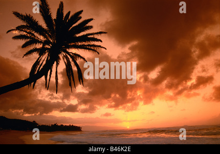 Palme im Sonnenuntergang, Oahu, Hawaii, USA Stockfoto