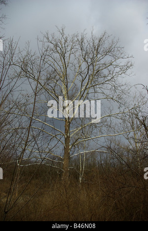 Eine Birke steht gegen den grauen Himmel von einem herannahenden Sturm im späten Winter / Anfang Frühling Stockfoto