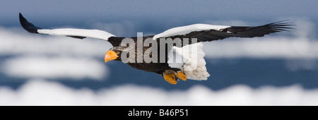 Steller der Seeadler im Flug, Nemuro Kanal, Hokkaido, Japan Stockfoto