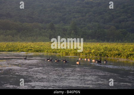 Enten, New York, USA Stockfoto