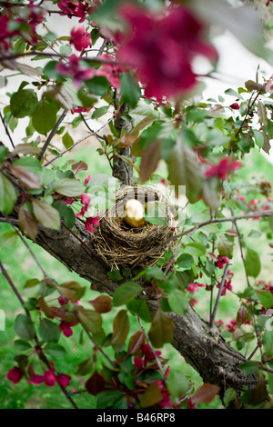 Goldenes Ei im Nest Stockfoto