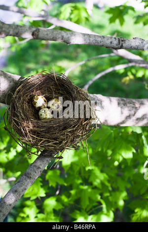 Eiern im Nest Stockfoto