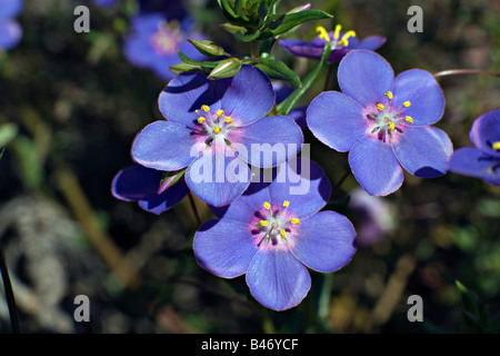 Blühende Anagallis Monelli L. Flaxleaf Pimpernel Blumen am Pinhal da Cotovia in Portugal Stockfoto