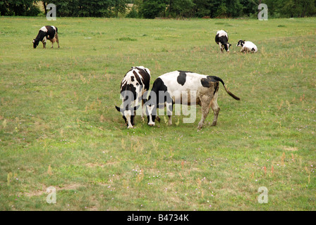 Kühe auf Weiden, Masovia Region in Polen Stockfoto