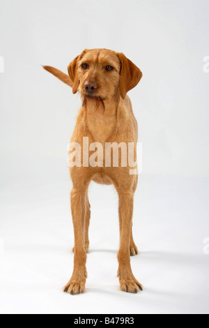 Ungarische Wire haired zeigen Hund Magyar Vizsla Stockfoto