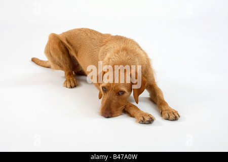 Ungarische Wire haired zeigen Hund Magyar Vizsla Stockfoto