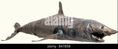 Ein Taxidermied Hai, Deutsch, 18./19. Jahrhundert, EIN ausgestopftes Exemplar eines Sandtiger Hais (Karcharias taurus), das auf der Innenseite durch einen geschmiedeten Eisenstab verstärkt wird. Die offenen Backen haben die typischen schrägen Zähne und eine eingesetzte Holzzunge. Die Augen sind seitlich bemalt. Lamellen etwas beschädigt. Teile der Haut wurden wiederhergestellt. Länge 214 cm. Typisches Objekt für ein "Kuriositätenkabinett". Ein ähnlicher Hai wird in der "Kunst- und Wunderkammer der Habsburger", S. 136, gezeigt. Historisch, historisch, 19. Jahrhundert, 18. Jahrhundert, Kunsthandwerk, Handwerk, Objekt, Objekte, Stockfoto