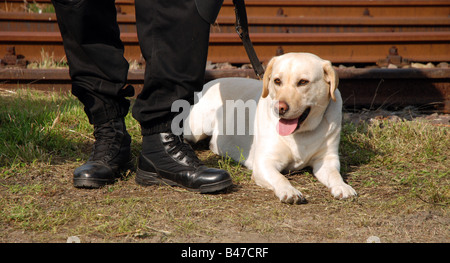 Labrador Sniffer Polizeihund ausgebildet für das Medikament suchen Stockfoto